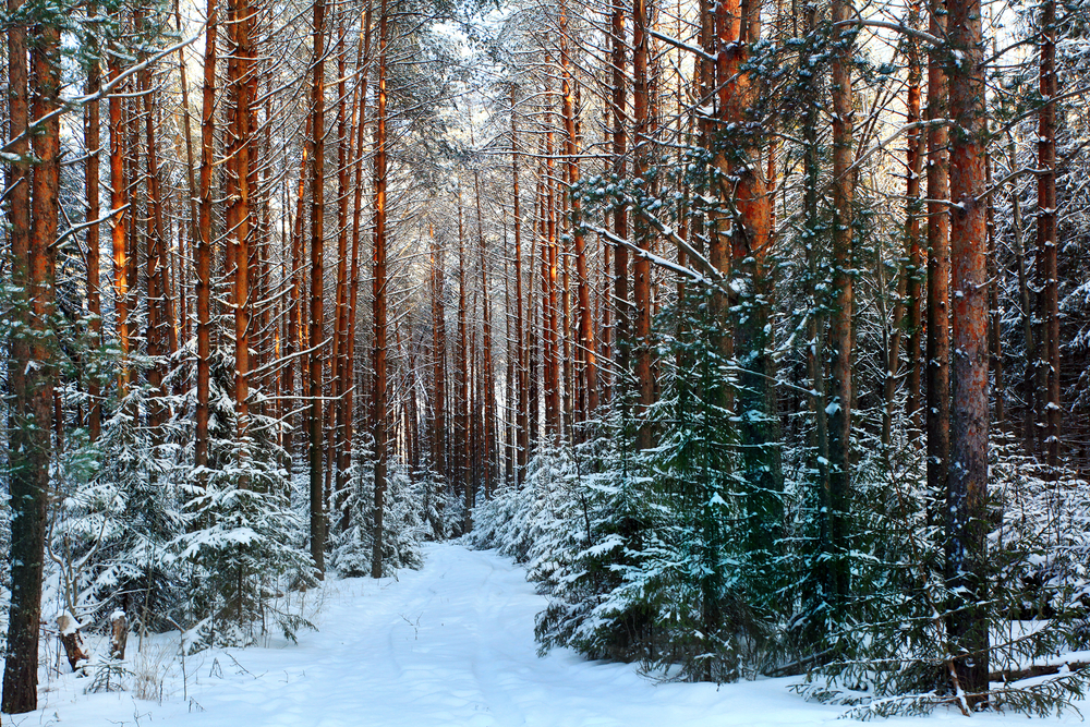 Kerst op de Veluwe