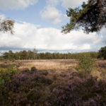 Omgeving van De Roek vakantiebungalows op de Veluwe