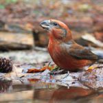 Vogel bij de fotohut in Otterlo op De Roek