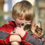 Biggetjes op de kinderboerderij van De Roek op de Veluwe