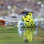 Vogel bij de fotohut op de Veluwe op De Roek
