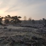 Vogelgeluidencursus bij De Roek op de Veluwe