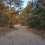 Vogelgeluidencursus bij De Roek op de Veluwe