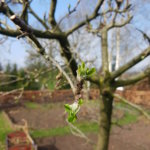 De appelboom in de bloementuin op De Roek vakantiebungalows