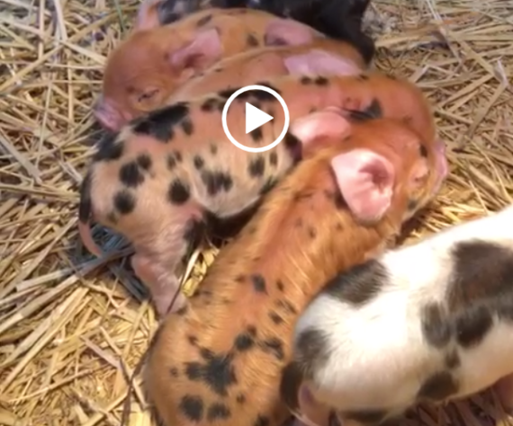 Biggetjes geboren op De Roek: bekijk de beelden!