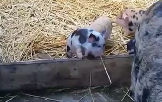 Vallen en opstaan op De Roek