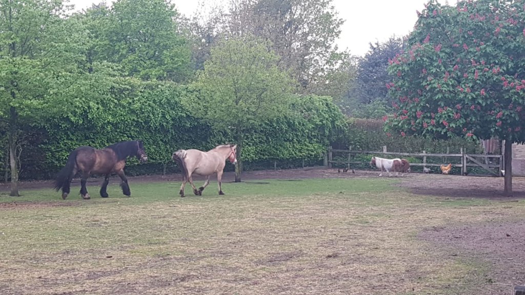 Paard op de kinderboerderij van De Roek op de Veluwe
