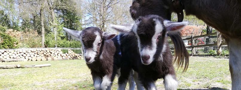 Geitjes op de kinderboerderij van De Roek op de Veluwe