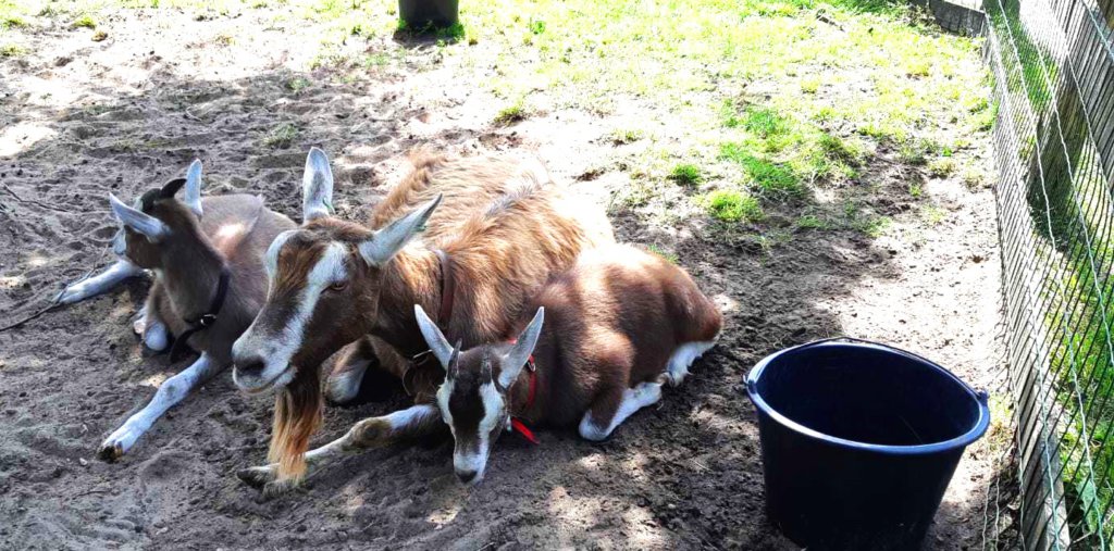 Geiten op de kinderboerderij van De Roek op de Veluwe