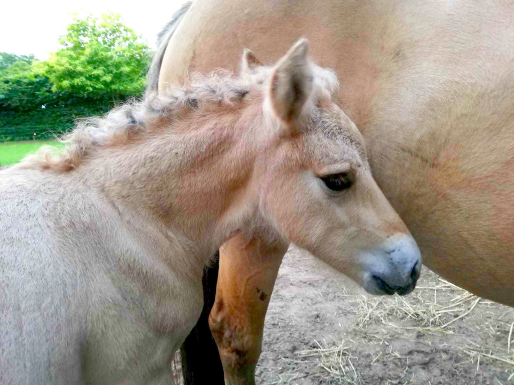 Veulen op de kinderboerderij van De Roek op de Veluwe