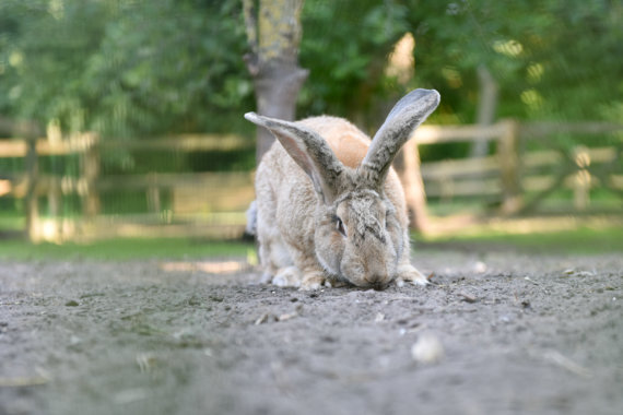 Reuzen konijnen  op De Roek