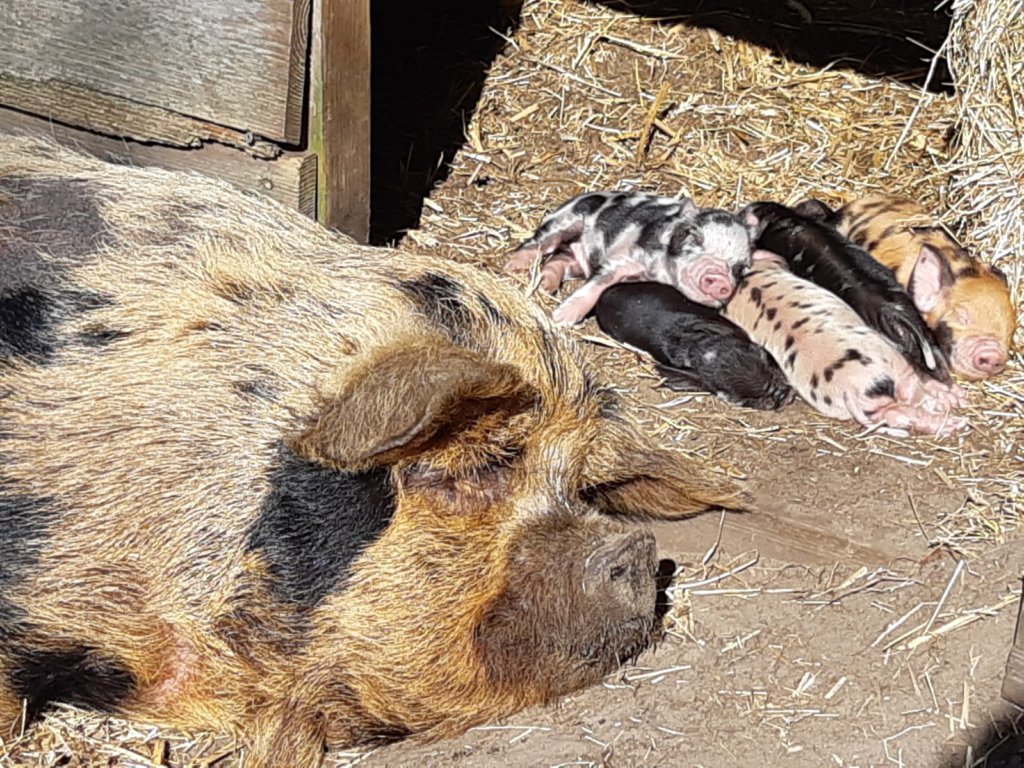 Biggetjes op de kinderboerderij van De Roek op de Veluwe