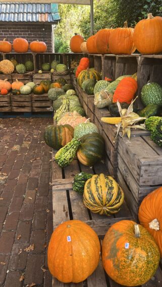 Hoeveel weet jij al over de Herfst? -Quiz
