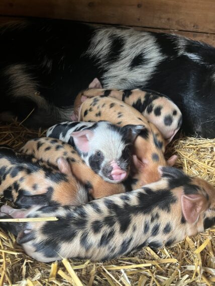 Piglets at the Petting Zoo of de Roek