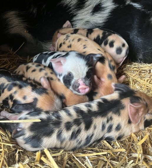 Biggetjes geboren op de kinderboerderij van de Roek