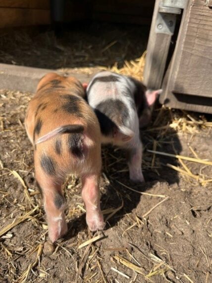 Biggen geboren op de Roek!