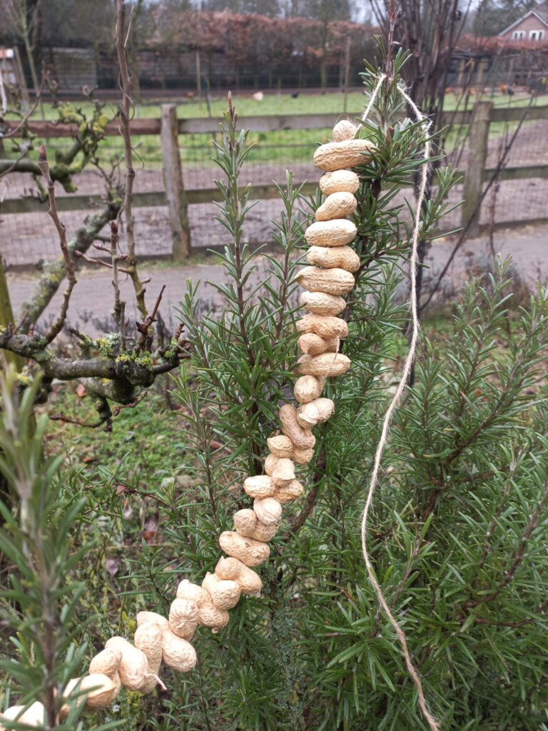 Pindaketting op de Roek in Otterlo.