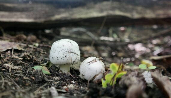 Voedselbos update – Paddenstoelen tijd